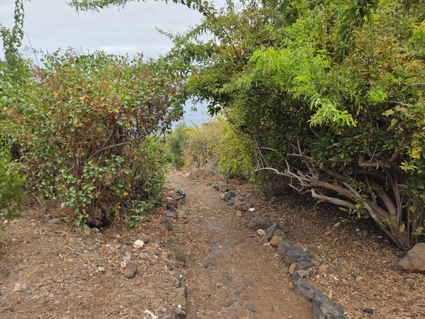 Tramo empedrado de piedra volcánica con muretes laterales en el Sendero de Las Breñas.