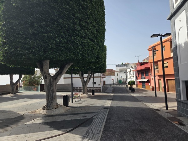 Plaza arbolada de Barranco Hondo con grandes ficus recortados y bancos a la sombra.