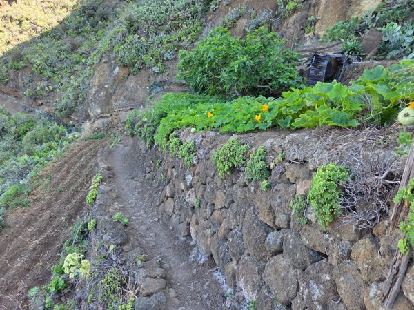 Calabacines en flor y vegetación autóctona al borde del sendero rural.