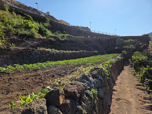 Bancales de papas y hortalizas sobre muros de piedra en Chinamada.
