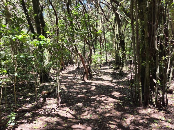 Sendero bajo la frondosa laurisilva del Parque Rural de Anaga