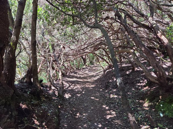 Tramo del sendero rodeado de ramas retorcidas en la laurisilva