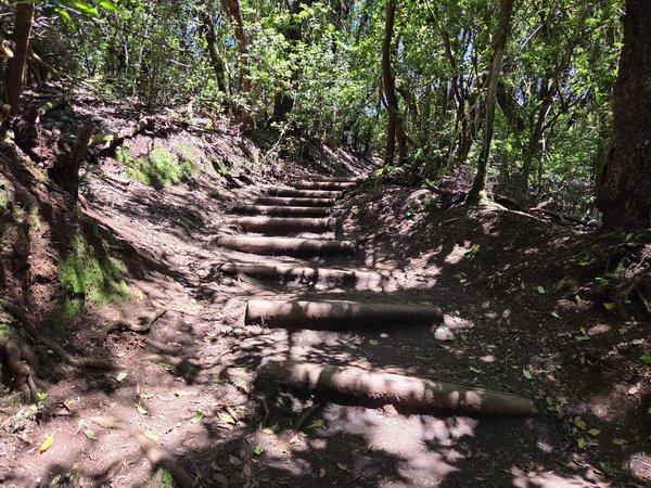 Escalones de madera en un tramo ascendente del sendero