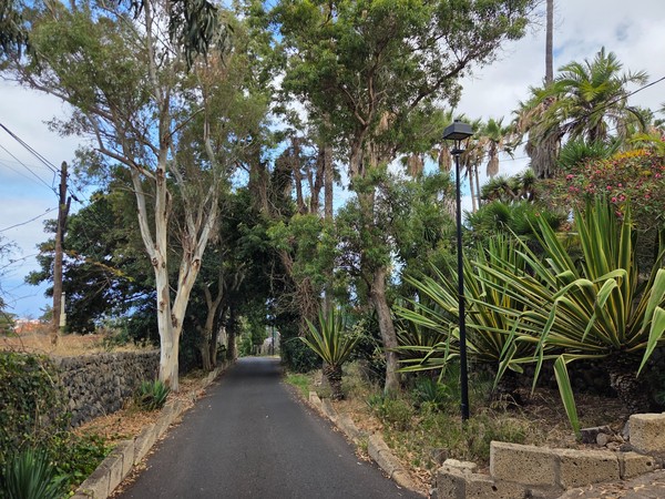 Camino estrecho entre eucaliptos y plantas suculentas, con muros de piedra a los lados.