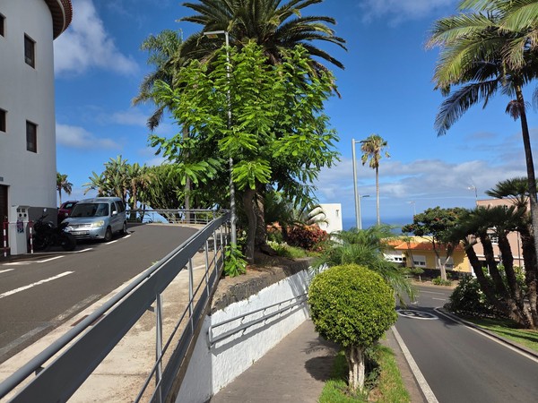 Paseo arbolado con palmeras y parterres bien cuidados junto a la calzada.