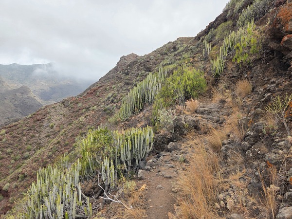 Sendero de montaña entre cardones y roca volcánica, en las cumbres de Anaga.
