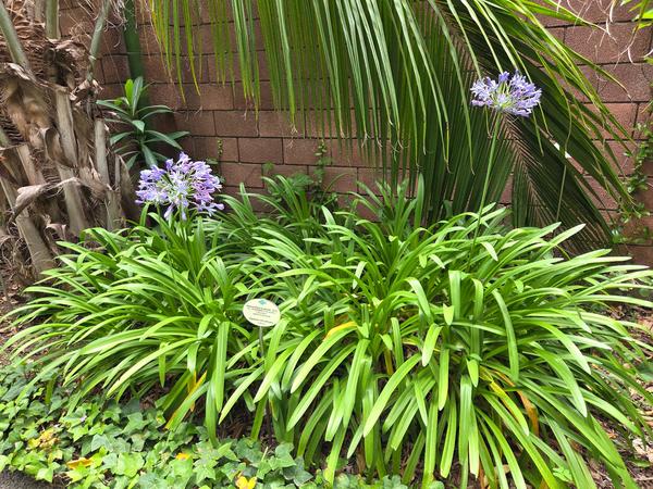 Agapantos morados en flor entre hojas alargadas verdes