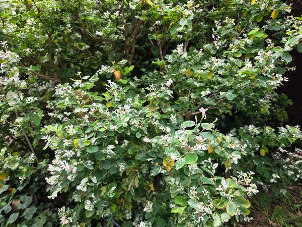 Arbusto ornamental de hojas verdes y blancas en forma de pequeñas flores