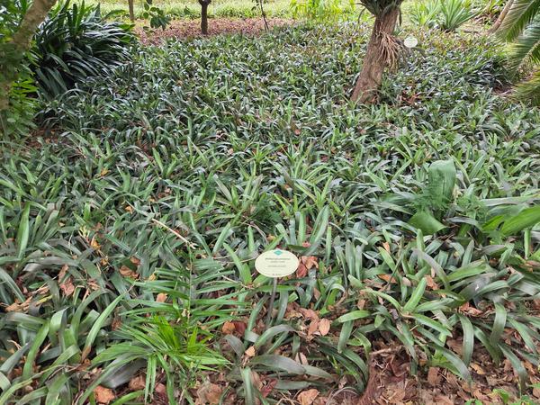 Alfombra de bromelias verdes creciendo bajo los árboles