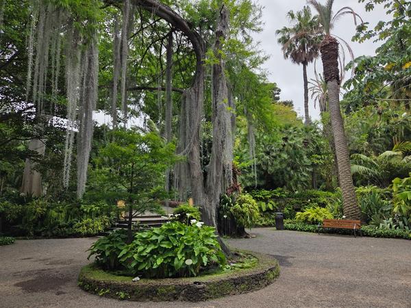 Camino principal del jardín rodeado de vegetación frondosa y árboles tropicales