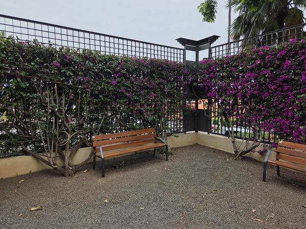 Bancos de madera junto a un seto de buganvillas en flor