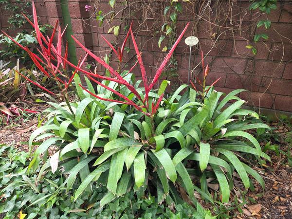 Bromelia tropical con largas hojas verdes y espigas rojas brillantes