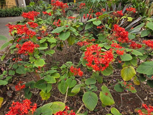 Flores rojas intensas en racimos sobre arbustos de hojas grandes y redondeadas