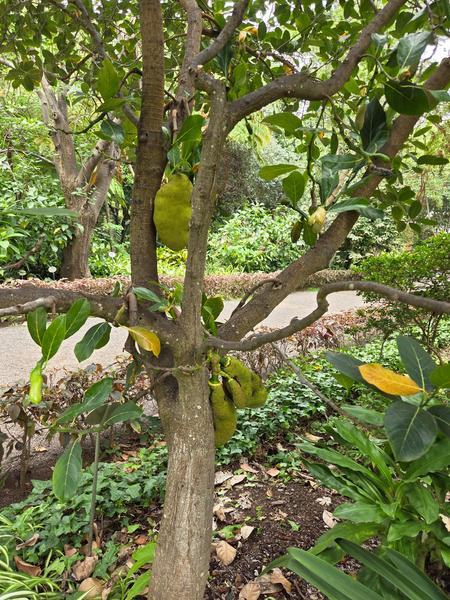 Árbol tropical con frutos de yaca colgando entre las ramas