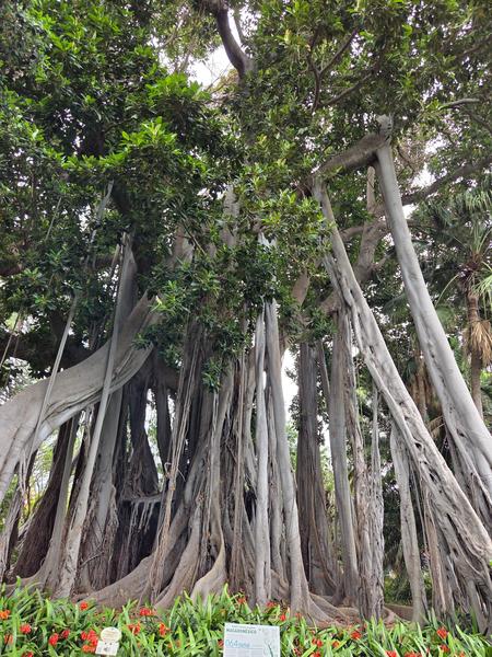 Enorme árbol de raíces aéreas con vegetación de la región macaronésica