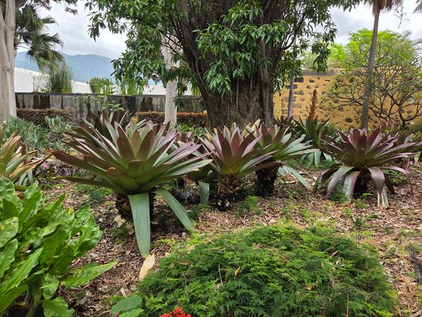 Plantas suculentas con hojas rojizas en un rincón soleado del jardín