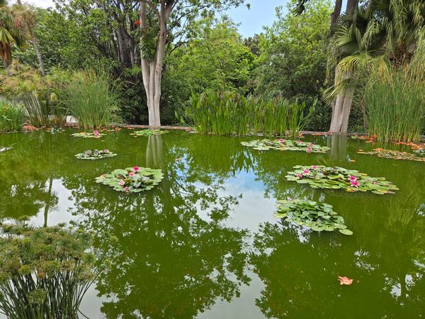 Estanque con nenúras flotando sobre aguas verdes rodeado de árboles