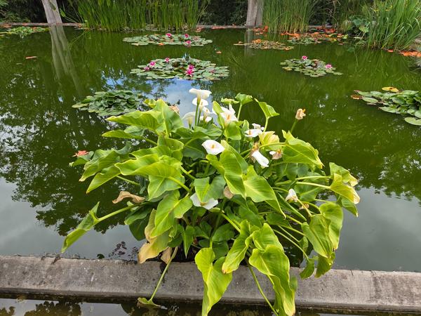 Plantas acuáticas con flores blancas en primer plano frente al estanque