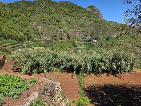 Mata de caña de azúcar junto a bancales agrícolas tradicionales.