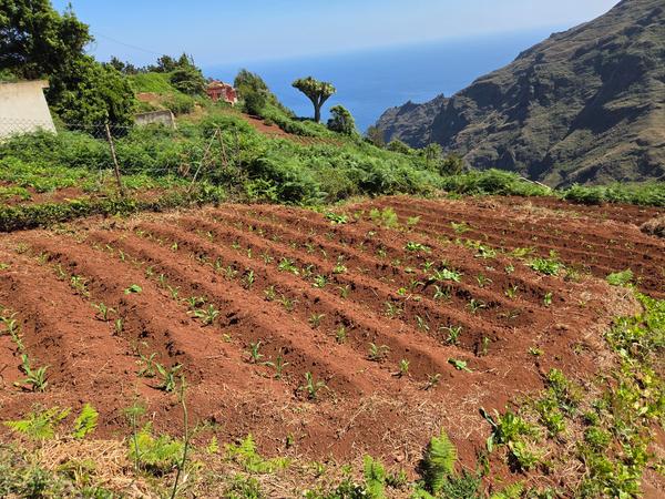 Surcos recién plantados de maíz con vistas al océano Atlántico.