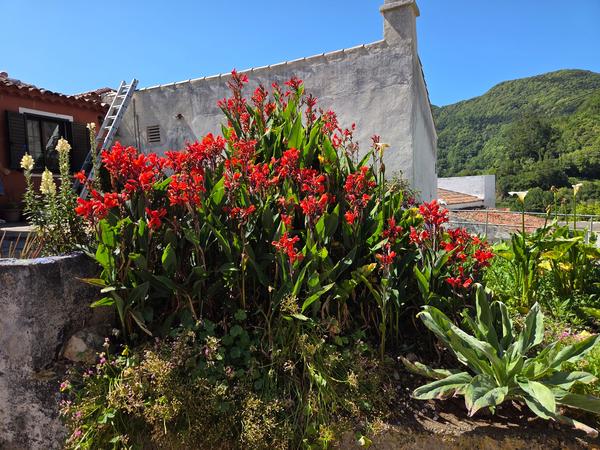 Macizo de flores rojas que adorna un jardín doméstico en Las Carboneras.