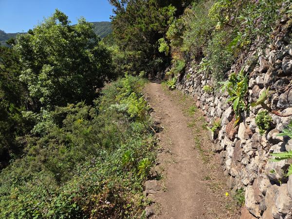 Sendero empedrado rodeado de vegetación autóctona de Anaga.