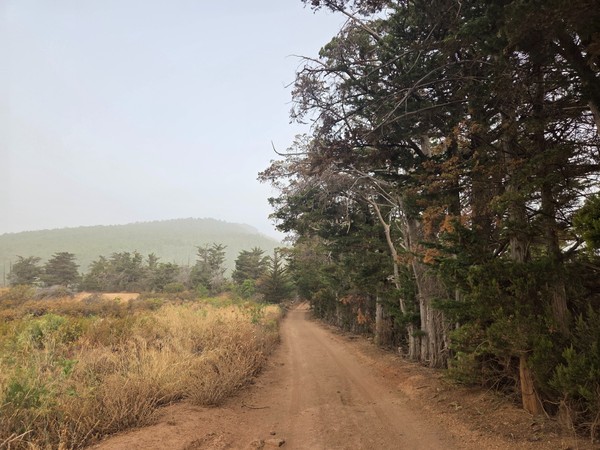 Pista forestal entre árboles altos y matorral, camino ancho y firme.