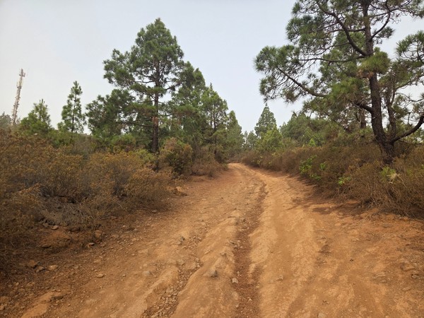 Camino de tierra ancho en el monte con pinos dispersos y cielo blanquecino.