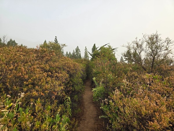 Sendero angosto entre matorral alto, con pinos al fondo en la cresta.
