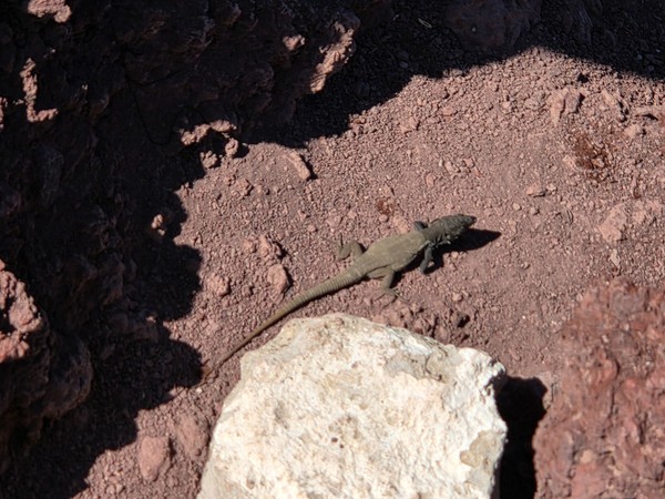 Lagarto canario tomando el sol sobre la lava rojiza de Montaña Roja.