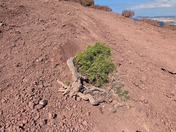 Matorral resistente al viento creciendo entre la escoria roja del volcán.