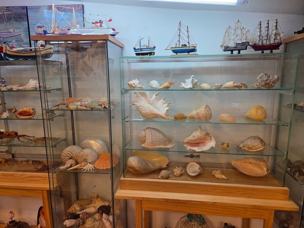Vitrinas de cristal con conchas marinas de gran tamaño y especies variadas.