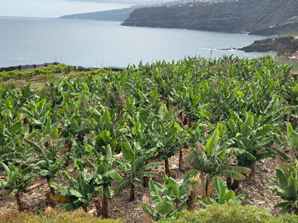 Amplia finca de plátanos en la costa norte de Tenerife, con acantilados volcánicos y el océano Atlántico al fondo.