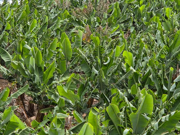 Hojas verdes y lustrosas de plantas de plátano vistas desde arriba, formando un denso manto vegetal.