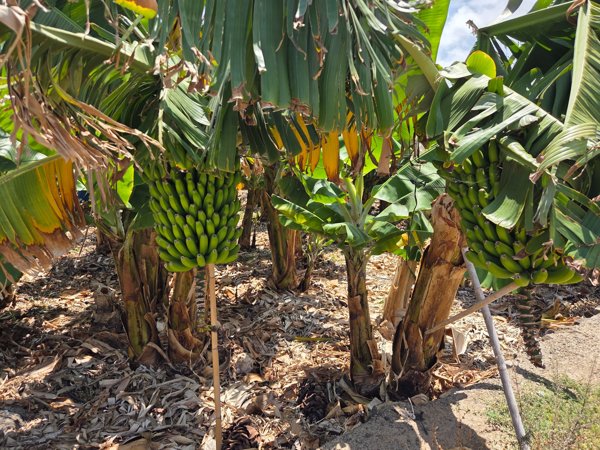 Racimo de plátanos verdes sostenido por un soporte de bambú, colgando bajo las hojas de la platanera.