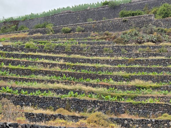 Terrazas de cultivo construidas con piedras volcánicas negras, pobladas de jóvenes plantas de plátano.