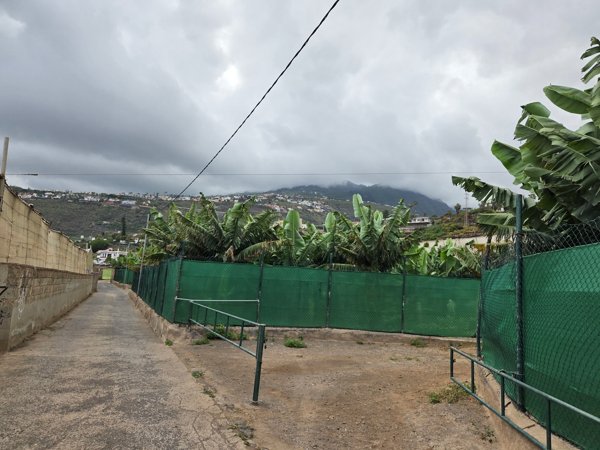Sendero entre plataneras que forma parte del acceso peatonal a Playa Bollullo