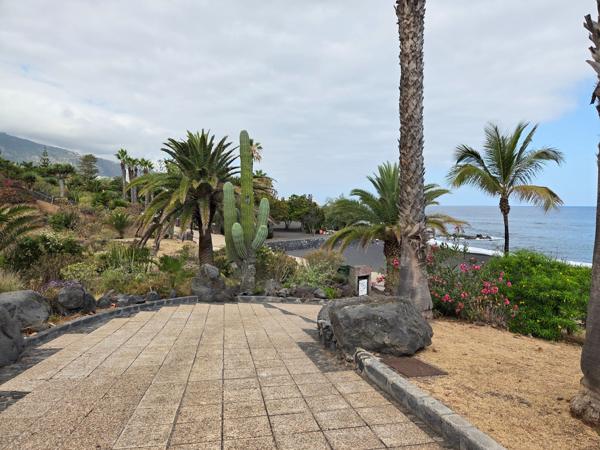 Sendero ajardinado con cactus y palmeras que bordea Playa Jardín.