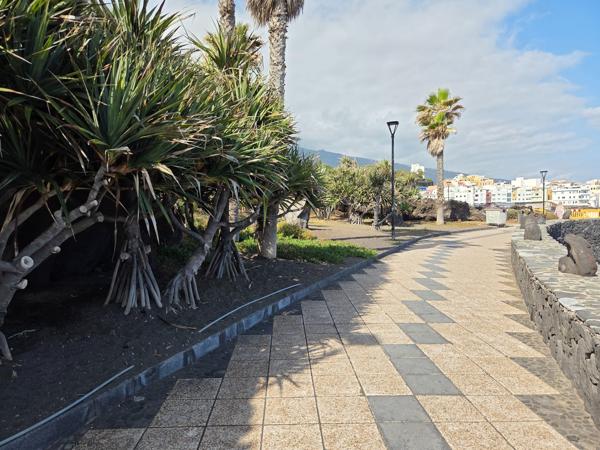 Paseo marítimo con dragos y vistas a Puerto de la Cruz junto a Playa Jardín.