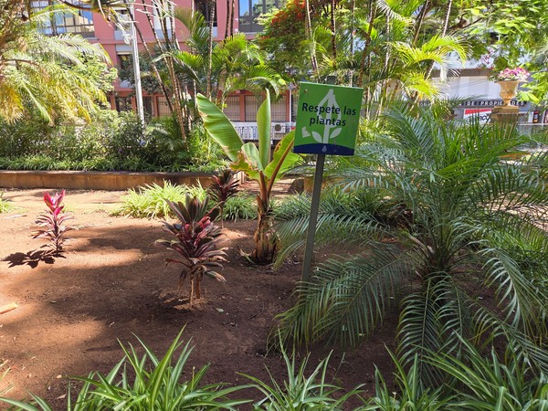Parterre con palmeras y carteles de 'Respete las plantas' en la Plaza Príncipe de Asturias.