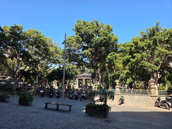 Vista panorámica del arbolado denso de la Plaza Príncipe de Asturias en Santa Cruz de Tenerife con el templete al fondo.