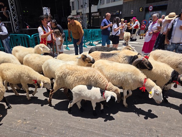 Ovejas y corderos con lazos rojos desfilan guiados por pastores.