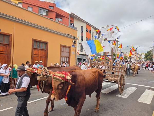 Carretas con mástiles y banderas canarias y españolas avanzan en hilera.
