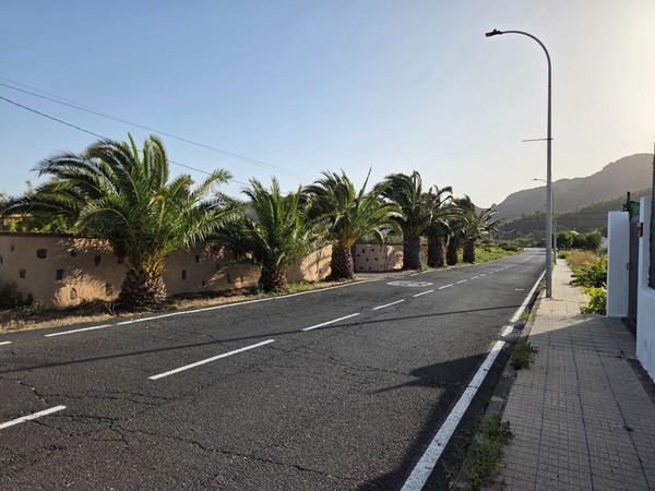 Carretera tranquila bordeada por palmeras junto a un muro de piedra y acera peatonal.
