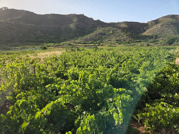 Viñedo verde en el valle de Santiago del Teide con laderas volcánicas alrededor.