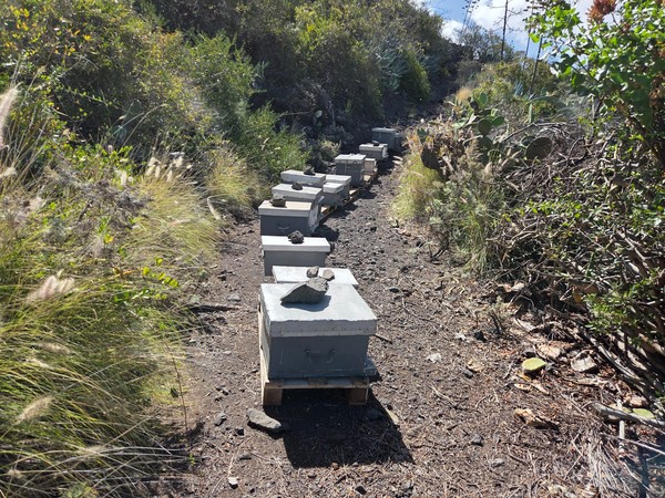 Fila de colmenas entre matorrales y cardones en las afueras de Tejina.