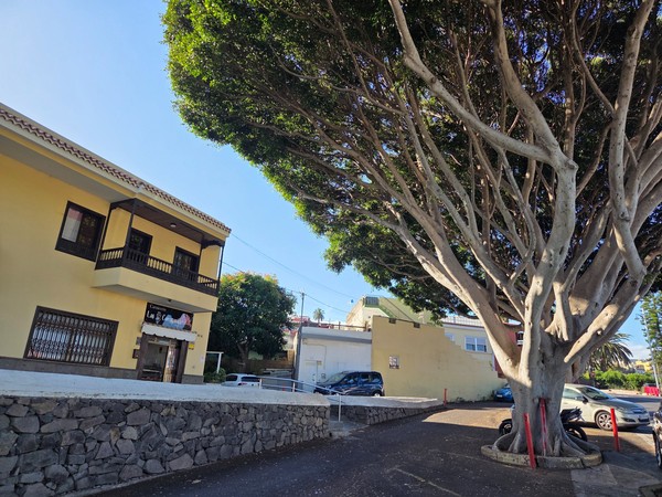 Gran árbol de sombra junto a fachadas tradicionales en una plaza de Tejina.